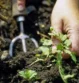 pulling weeds